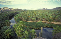 Palm trees at Mulege oasis, Baja California, Mexico