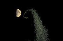 Cirio tree and half moon, Catavina desert, Baja California, Mexico