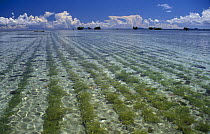 Crop of Seaweed floating in rows in a seaweed field, Tawi Tawi, Philippines