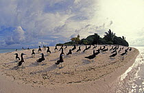 Brown boobies (Sula leucogaster) on beach,  Tubbataha Reefs, Philippines