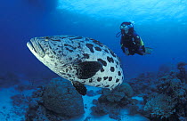 Potato grouper / cod {Epinephelus tukula} with diver, Great Barrier Reef, Australia