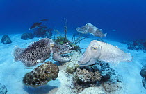 Mating display of group of Broadclub / reef cuttlefish {Sepia latimanus} Indo-Pacific