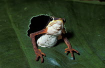 Striped poison arrow frog {Phyllobates boulengeri}  emerging through hole in leaf, Gorgona Island, Colombia