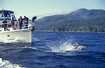 Pacific white sided dolphin {Lagenorhynchus obliquidens} riding the bow wave of a boat, Vancouver, Canada