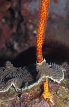 Whip coral growing up through Hard coral, fight for survival, Indo-Pacific