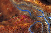 Pink squat lobster {Lauriea sp} with blue brittlestar, Irian Jaya / West Papua, Indonesia, Indo-pacific (West Papua).