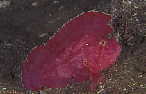 Leaf scorpionfish {Taenianotus triacanthus} Indo-Pacific