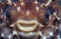 Close up of face of inflated pufferfish {Arothron sp}, Indo-Pacific