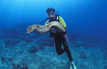 Diver with Giant sea cucumber {Thelenota anax} Sulawesi, Indonesia, Indo-pacific