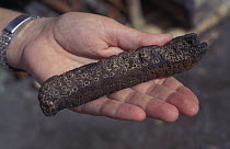 Dried and shrunken Sea cucumber {Bohadschia graeffei} formerly 1-2 feet long, Sulawesi, Indonesia