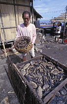 Rack for smoking and drying Sea cucumbers {Holothuridae} in Indonesian village, Sulawesi, Indonesia