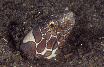 Harlequin snake eel {Myrichthys colubrinus} body hidden in seabed with head exposed, Indo-Pacific