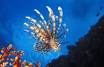 Lionfish {Pterois volitans} and fan coral, Indo-Pacific