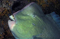Head of Parrotfish {Scarus sp} showing hard beak for feeding on coral, Indo-Pacific