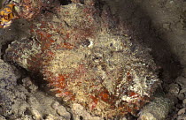 Stonefish {Synanceja / Synanceia verucosa} camouflaged on seabed, Indo-Pacific