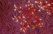 RF- Open polyps of soft coral (Dendronephthya sp) Philippines, Indo-pacific. (This image may be licensed either as rights managed or royalty free.)
