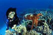 Diver watching Broadclub cuttlefish {Sepia latimanus} displaying on Great Barrier Reef, Australia