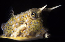 Longhorn cowfish {Lactoria cornuta} Great Barrier Reef, Australia