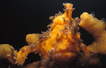 Yellow Frogfish {Antennarius sp} camouflaged on sponge, Maluccas, Indonesia