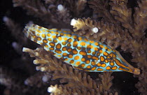 Longnose Filefish {Oxymonacanthus longirostris} sleeping between coral branches, Indo-Pacific