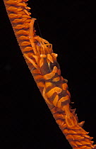 Black coral shrimp {Pontonides unciger} camouflaged on whip coral, Indo-Pacific