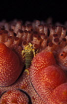 Bumble-bee shrimp {Neocaridina sp} on Sea cucumber {Thelenota ananas} Christmas Island, Indian Ocean
