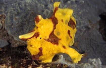 Yellow Frogfish {Antennarius sp} Indo-Pacific
