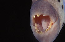 close up of mouth and teeth of Longtail filefish {Aluterus scriptus} Indo-Pacific