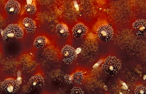Close up of skin of Sunflower sea star {Pycopodia helianthoides} showing many pedicellariae, British Columbia, Canada