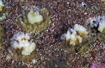 Juvenile corals {Acropora sp} Great Barrier Reef, Australia, Indo-pacific