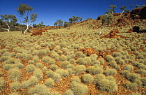 Tussocks of spiky spinifex grass covering the stoney red ground of the Pilbara Region, Karijini NP, Western Australia.