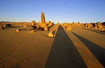 Pinnacles Desert in evening light, thousands of huge limestone pillars rise out of a stark landscape of yellow sand, Nambung NP, Western Australia