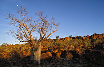 Boab / Bottle / Gourd tree {Adansonia gregorii} in desert, Kimberleys, Western Australia