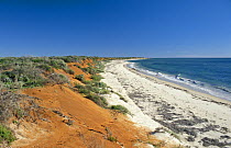 Rust red sand dunes of the Cape Peron coast, Shark Bay World Heritage Area, Francois Peron NP, Shark Bay, Western Australia