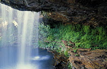 Undercut rock and ledge behind the waterfall at Fern Pool - a permanent swimming hole surrounded by lush vegetation, Karajini National Park, Western Australia