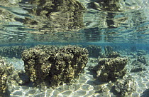 Stromatolites underwater in the hyper-saline water of Hamelin Pool, Shark Bay, Western Australia