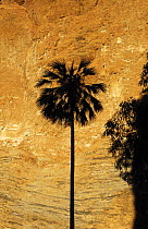 Fan palm silhouetted against sandstone cliff of the Bungle Bungle dome, Purnululu National Park, Western Australia