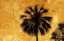 Fan palm silhouetted against sandstone cliff of the Bungle Bungle dome, Purnululu National Park, Western Australia