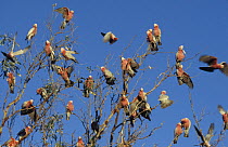 A flock of Galah cockatoos {Eolophus roseicapilla}  on tree, Kabarri NP, Western Australia