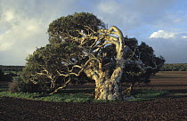 Greenough Leaning Tree - a River red eucalyptus tree (Eucalyptus camaldulensis) bent over by the prevailing winds, Western Australia