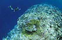 Snorkler diving down to view coral reef, Great Barrier Reef, Queensland, Australia