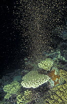 Coral spawning in the Great Barrier Reef happens every year in November  3 - 5 days after full moon,  Great Barrier Reef, Queensland, Australia