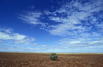 One small tree in a desert of Western Australia