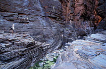 Hiker in Knox Gorge, Karijini NP, Pilbara, Western Australia. Sheer walls of rock are layered in colours from red to green and blue to pink depending on the changing sunlight
