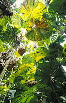 Looking up through the fronds of Licuala fan palms {Licuala ramsayi} endemic to the tropical rainforest of North Queensland, Daintree NP, Australia