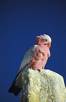 Galah cockatoo {Eolophus roseicapilla} perched on a Pinnacles Desert limestone pillar, Nambung NP, Western Australia