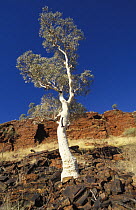 White bark of River red gum tree {Eucalyptus camaldulensis} Karijini NP, Western Australia