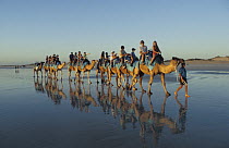 Tourists on a Camel ride along Cable Beach at sunset, Broome, Western Australia