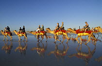 Tourists on a Camel ride along Cable Beach at sunset, Broome, Western Australia