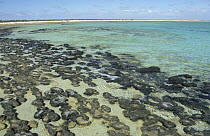 Stromatolites in the hyper-saline water of Hamelin Pool, Shark Bay, Western Australia